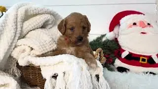 Peanut UPDATE - Medium Goldendoodle - Family Bred Puppies