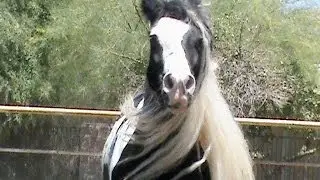 BISCOTTI GYPSY COB BELLISSIMA FARMS JUNE 15