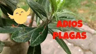 Como eliminar la cochinilla de tu Adenium Obesum