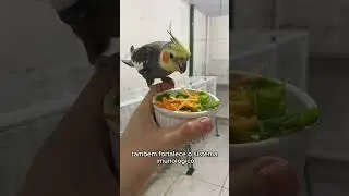 Alimenta&ccedil;&atilde;o Natural para calopsitas!