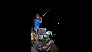 Musky Fishing With Bait & Garmin LiveScope 2 #fish #fishing #fishingvideo #musky #garmin #livescope