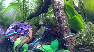 cardinali e rasbore si cibano di naupli di artemia salina acquario super piantumato🦐🦞