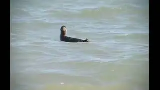 Spheniscus magellanicus (pinguim-de-magalh&atilde;es) Magellanic Penguin
