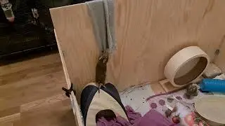 Degu Inez trying to use fleece to climb out of the play pen