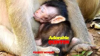 Super adorable baby monkey, Baby Quinton breastfeeding and sleep well, Thanks mommy for good care