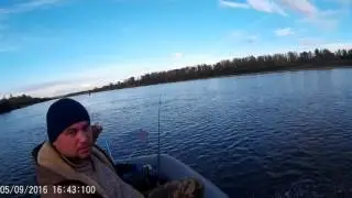 буйский