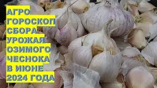 Агрогороскоп уборки озимого чеснока в июне 2024 Agrohoroscope for harvesting winter garlic in June 2
