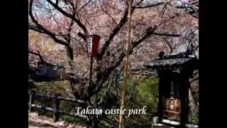 Cherry blossoms in the Takato castle park