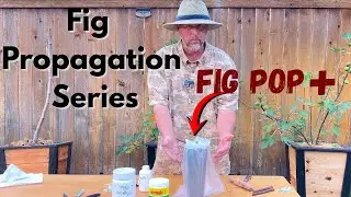 Серия по размножению инжира: Fig Pop+