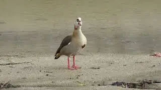 Egyptian Goose in Madrid R&iacute;o. Ganso del Nilo en Madrid R&iacute;o.