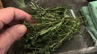 Paninozzo e Tacchino 