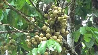 MUSIM BUAH DUKU