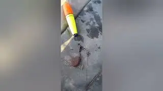 pike deadbaiting river ouse