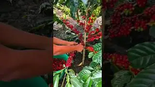 Arabica Coffee Hedge System: A Game-Changer in Coffee Farming!