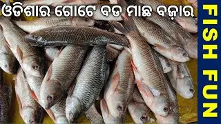 visit to the biggest fish market of odisha state of India