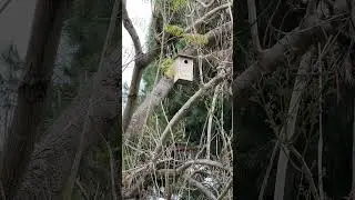 Sage Flying Into Box Coming Out with Fecal Sac