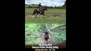 Tennessee Walker/Racking Gelding For Sale | Thehorsebay.com | Gaited/Trail/Field Trial