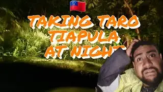 Taking Tiapula (taro planting material) to the Plantation at Night | MatamaugaAgrofarm | Samoa