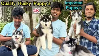 Chennai Husky Puppies | Imported Wolly Coat Husky Dog's | Playful Puppy's | Eagletwist