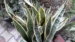 Snake plant winter care/How to care snake plants/Sanseveria in winters