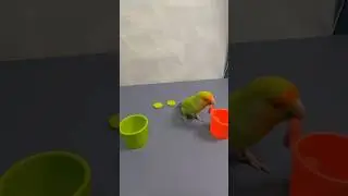 This parrot can distinguish between two colors. #birds #parrots #parrot #pets #shorts