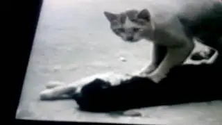 Partie2 cou voyez un chat dans marque prener le chez vous je pleure