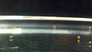 Oscar Eggs Transferred to 5 Gallon Tank