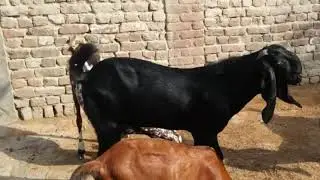 GOAT CARE In Winter Session By Sahiwal  Farm