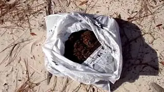 Finding Organic Compost In Nature - Best Growing Medium Ever
