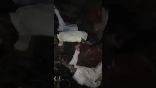 Musaddaq