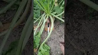 Кормовая свекла