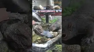 Best of Nature & Funny Wildlife 2025 #shorts #nature #backyardwildlife