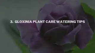 Gloxinia Plant Care Dos and Don&rsquo;ts