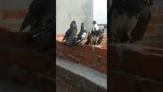 gukta hua kabootar 🥰🥰#gzbpigeonlover