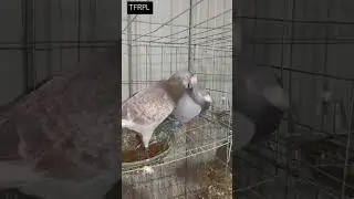 #pigeon #racingpigeons #pigeonracing #racer #racerkabootar #homer #homerpigeon #kabootar #kabutar 🕊️