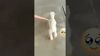 #mascotafeliz #animals #dog #amantedelosanimales #humor #ternura #animales