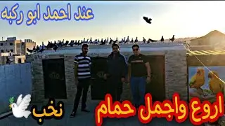 اليوم عند اخونا ابو حامد وحسن ابو ركبه من اروع الحمام والكش والزق الي راح تشوفها نخب النخب 💥💥