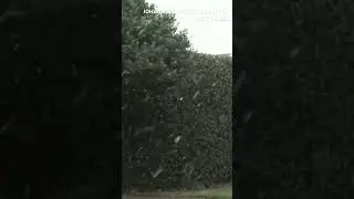 WATCH: Johannesburg wakes up to rare heavy snowfall
