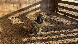 Robin The Lamb Is Getting Feisty