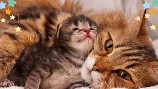 Relaxing Music for Cats|Calming Cat Music for Relieve Anxiety (with cat purring sounds) EPD 629