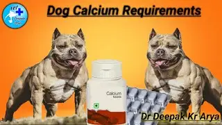 Dog calcium requirements
