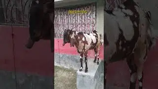 Angry goat #new #viral #@mskstudio12 #goat #angrygoat #animals