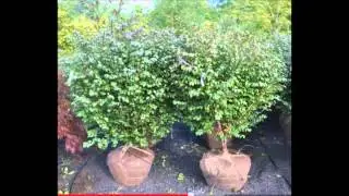 Compact Burning Bushes
