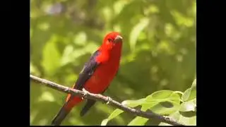 virtual birdwatching (bird sounds)