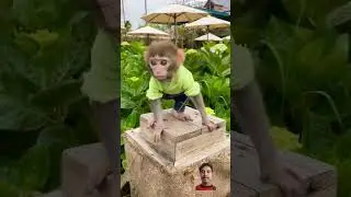 manky #cute #monkey #funny #baby #animals #love #music #automobile #memes #smart