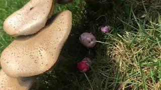 Game of Shrooms