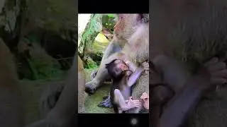 Sweetpea doesn't want Polly baby to suck his milk.