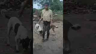 Each one feed one #pashusewa #strays_dog #strayanimalrescue #dogfeeding