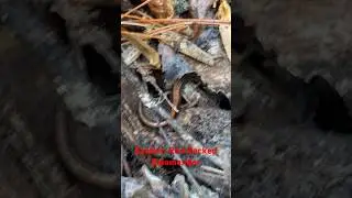 Eastern Red Backed Salamander in some leaf litter @dayhikingandherpingdudes