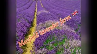 Mayfield lavender farm /Banstead /Uk